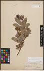 Foto von Salix cinerea L. x Salix starkeana Willd.
